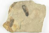 Pennsylvanian Fossil Fern (Macroneuropteris) Plate - Kentucky #201701-1